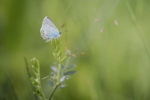 Staartblauwtje