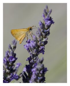 Vlinders Ardeche